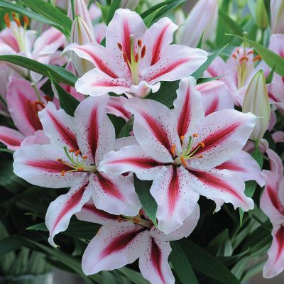 Lily