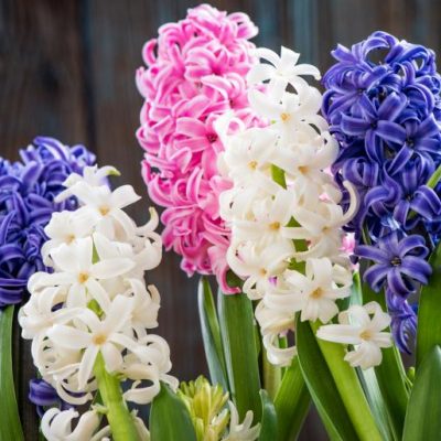 Hyacinth