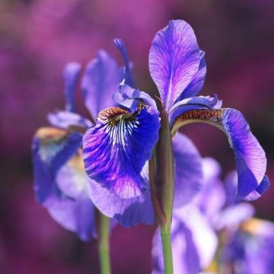 Iris