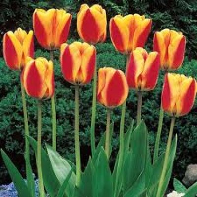 Tulip